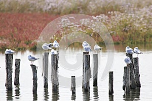 Gabbiani sulle palafitte nella Laguna  veneta di Venezia -LocalitÃÂ  di Taglio del Sile photo